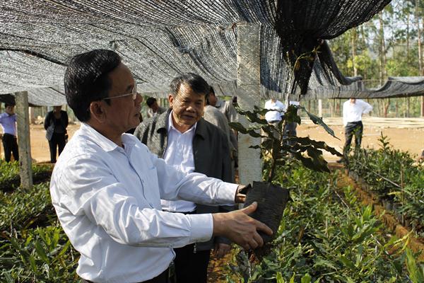 Đồng chí Bí Thư Tỉnh ủy kiểm tra triển vọng phát triển cây Mac Ca