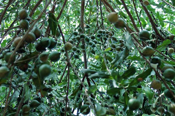 Hội đồng KH&CN tỉnh Sơn La nghiệm thu dự án: "Xây dựng mô hình nhân giống và trồng thâm canh cây Macadamia tại Sơn La"