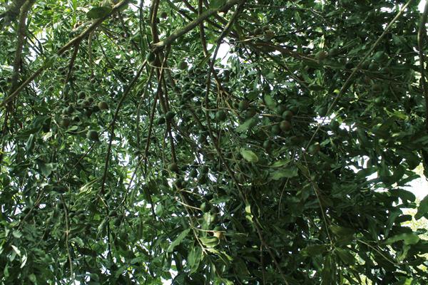 Sơn La kiến nghị đưa cây mắc ca vào mũi nhọn ưu tiên phát triển