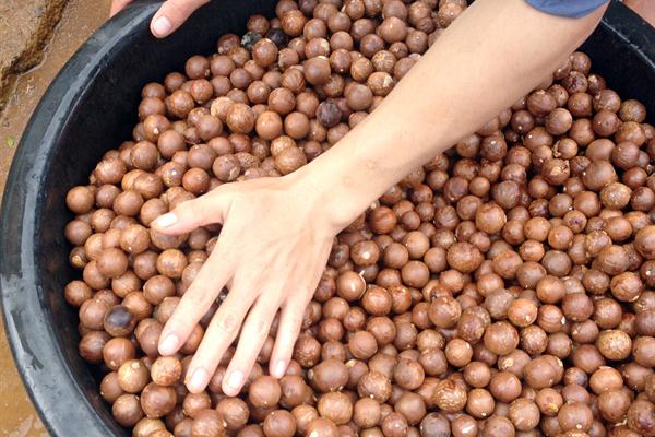 Sơn La: Nhiều vướng mắc phát triển cây "tỷ đô"